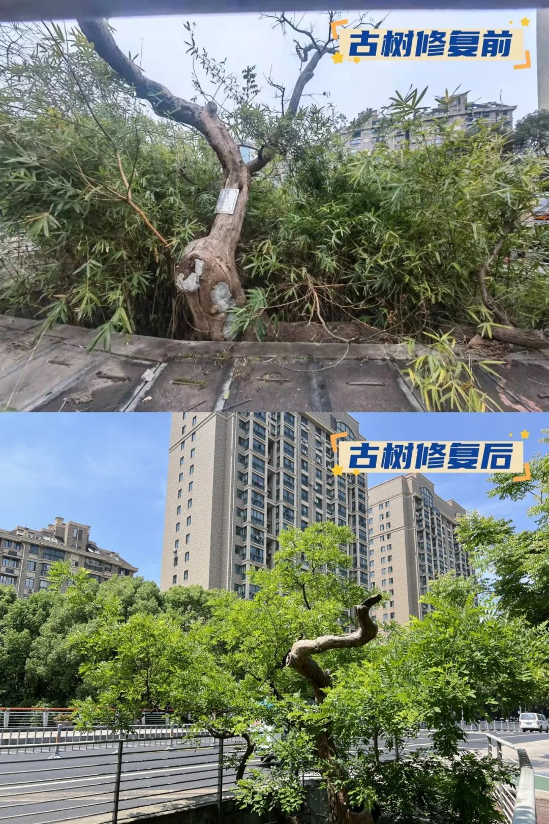 你好，有明朝时期的古树，有人认养吗？