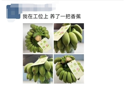 “我在工位养了一把香蕉”，当代年轻人的工位装修又上新了
