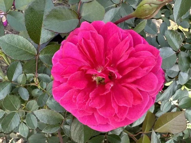 开车上高架，被上海美到了！一直到9月中旬→