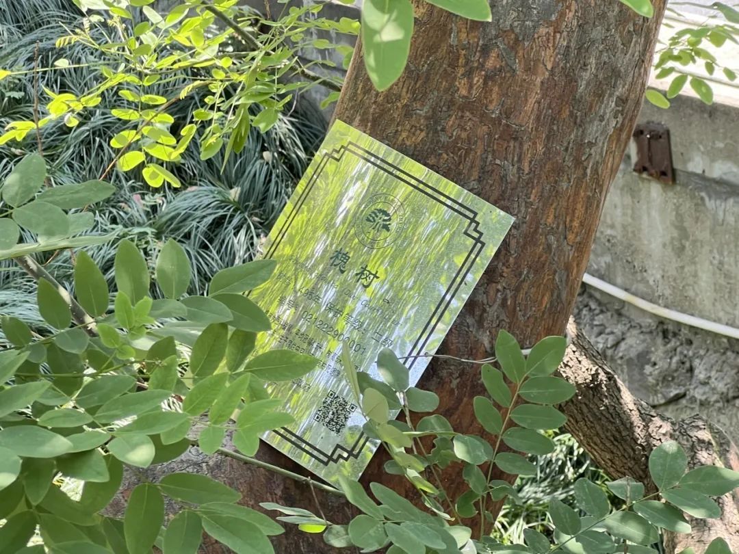 你好，有明朝时期的古树，有人认养吗？