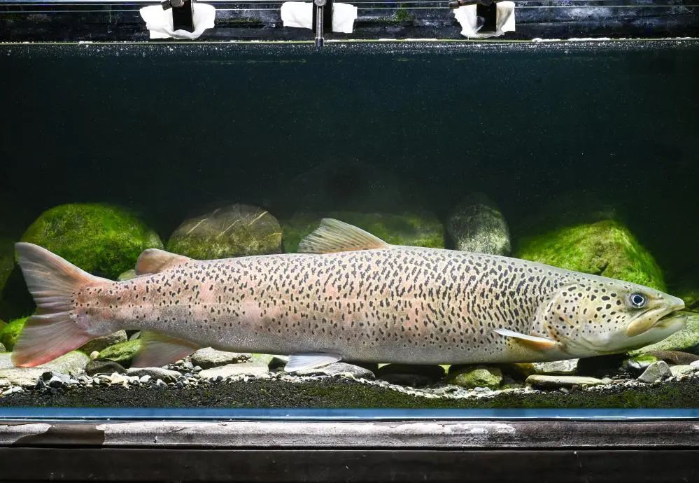 5位中国学者获奖!国际地理联合会2024年各奖项评选揭晓→ 5位中国学者获奖!国际地理联合会2024年各奖项评选揭晓→