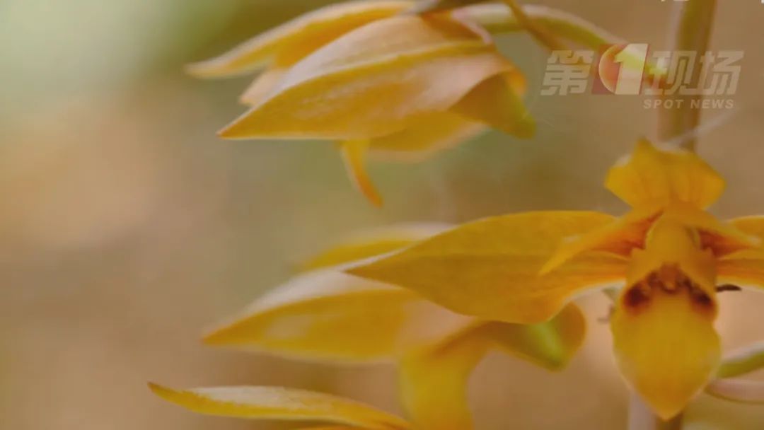 逛公园的市民多看了一眼，竟然发现珍稀野生兰花