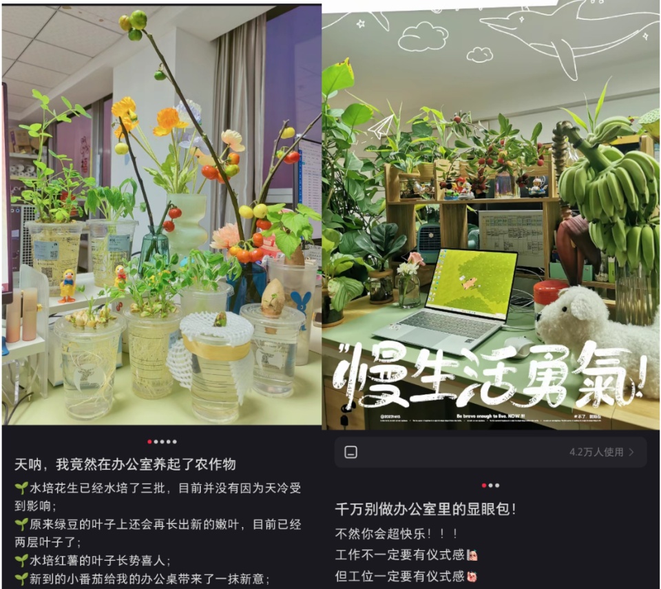 “我在工位养了一把香蕉”，当代年轻人的工位装修又上新了