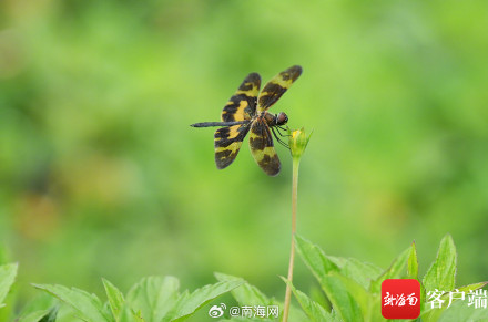 海口五源河:水菜花睡莲竞相开放 引来蜻蜓立上头 海口五源河:水菜花睡莲竞相开放 引来蜻蜓立上头