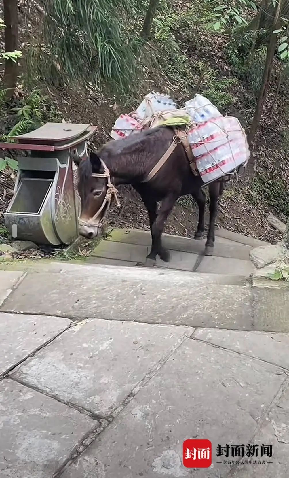 峨眉山景区骡子负重爬山引争议？景区回应