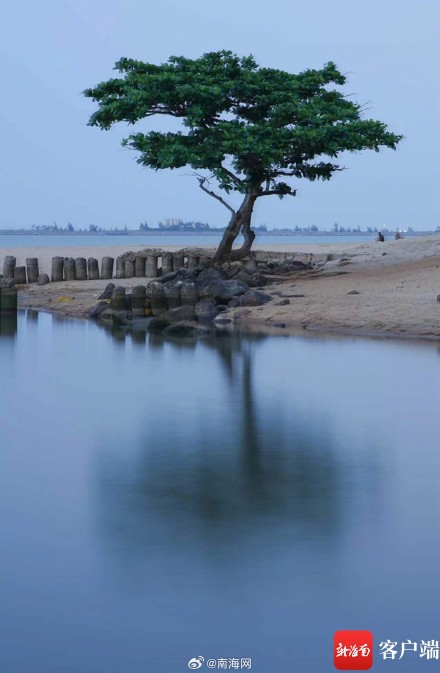 海口孤独的树走红,你去打卡过吗? 海口孤独的树走红,你去打卡过吗?