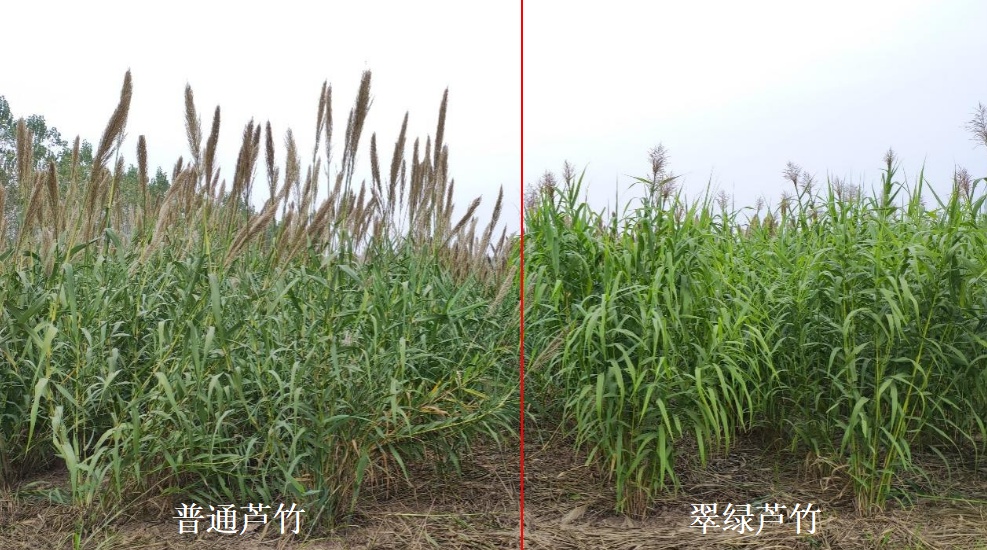 科研人员发现新物种“翠绿芦竹”