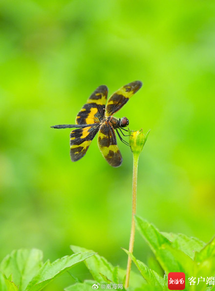 海口五源河:水菜花睡莲竞相开放 引来蜻蜓立上头 海口五源河:水菜花睡莲竞相开放 引来蜻蜓立上头
