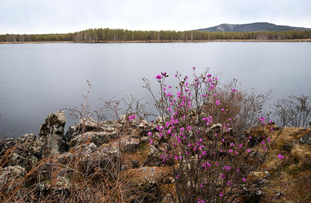 内蒙古阿尔山市：杜鹃湖畔杜鹃开