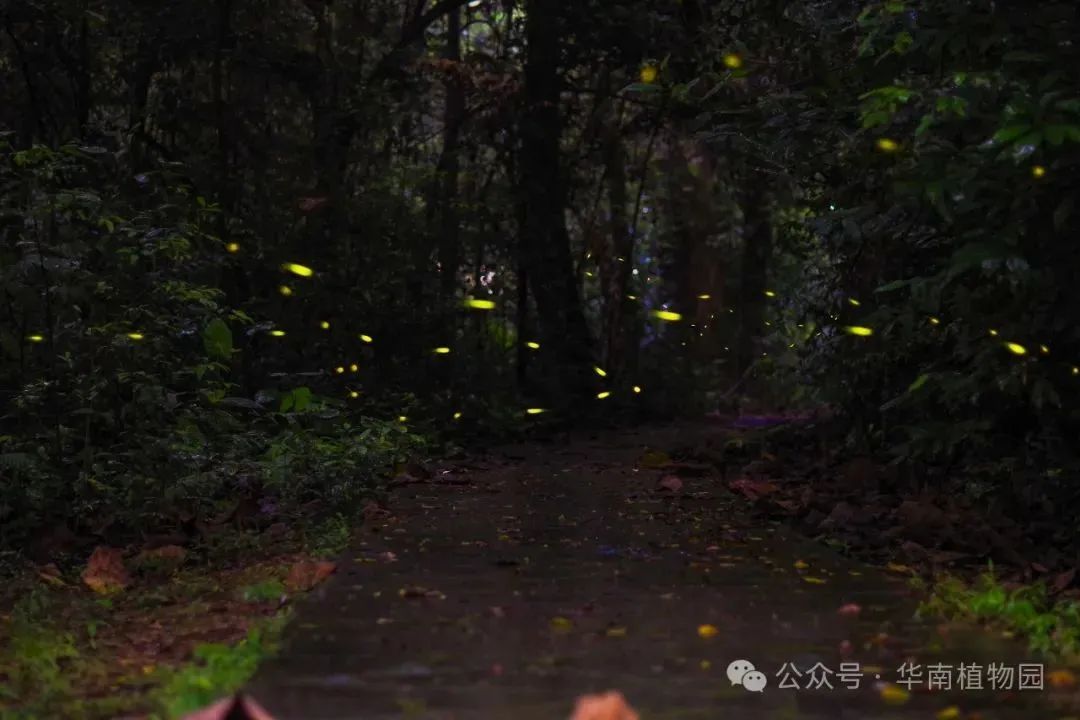 华南植物园“萤火虫季”开启 观萤攻略来了