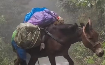 知名景区骡子负重爬山引争议，全是伤痕？景区回应