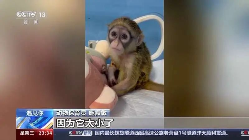 这届年轻人带薪“撸虎玩熊”?网友:梦想职业无疑了 这届年轻人带薪“撸虎玩熊”?网友:梦想职业无疑了