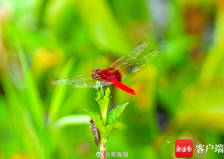 海口五源河:水菜花睡莲竞相开放 引来蜻蜓立上头 海口五源河:水菜花睡莲竞相开放 引来蜻蜓立上头