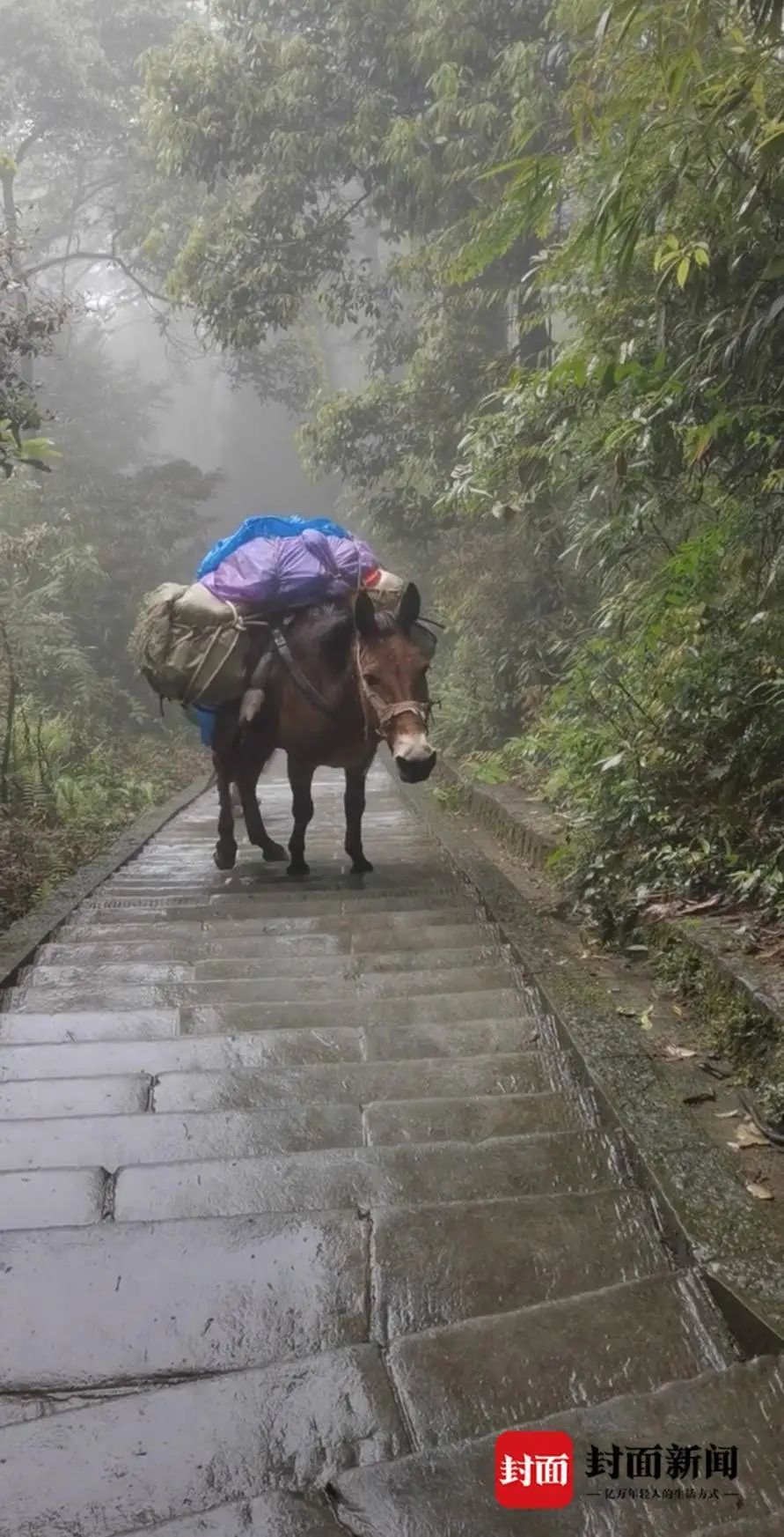 峨眉山景区骡子负重爬山引争议？景区回应