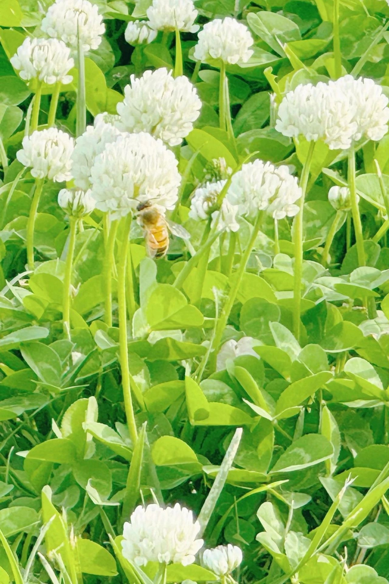 镜头下的北京科学中心 |白车轴草悄放 镜头下的北京科学中心 |白车轴草悄放