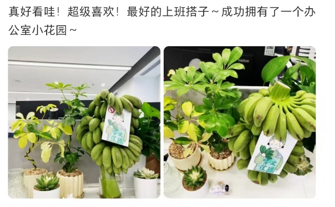 “我在工位养了一把香蕉”，当代年轻人的工位装修又上新了