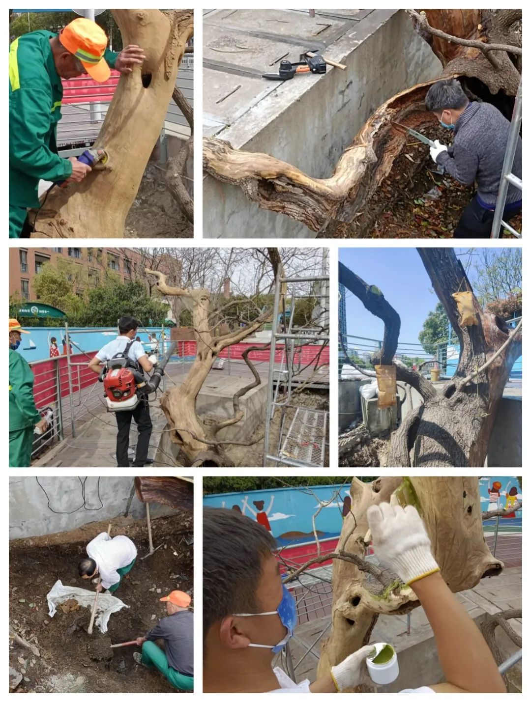 你好，有明朝时期的古树，有人认养吗？