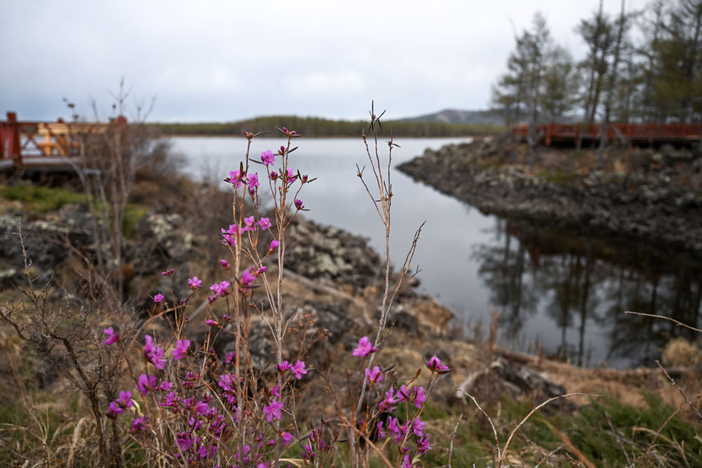 内蒙古阿尔山市：杜鹃湖畔杜鹃开