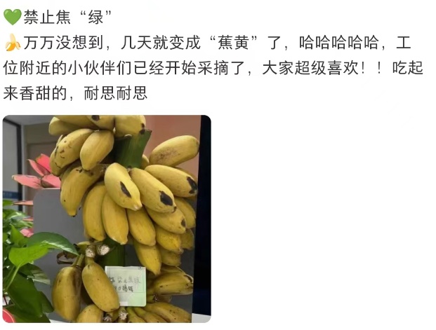 “我在工位养了一把香蕉”，当代年轻人的工位装修又上新了