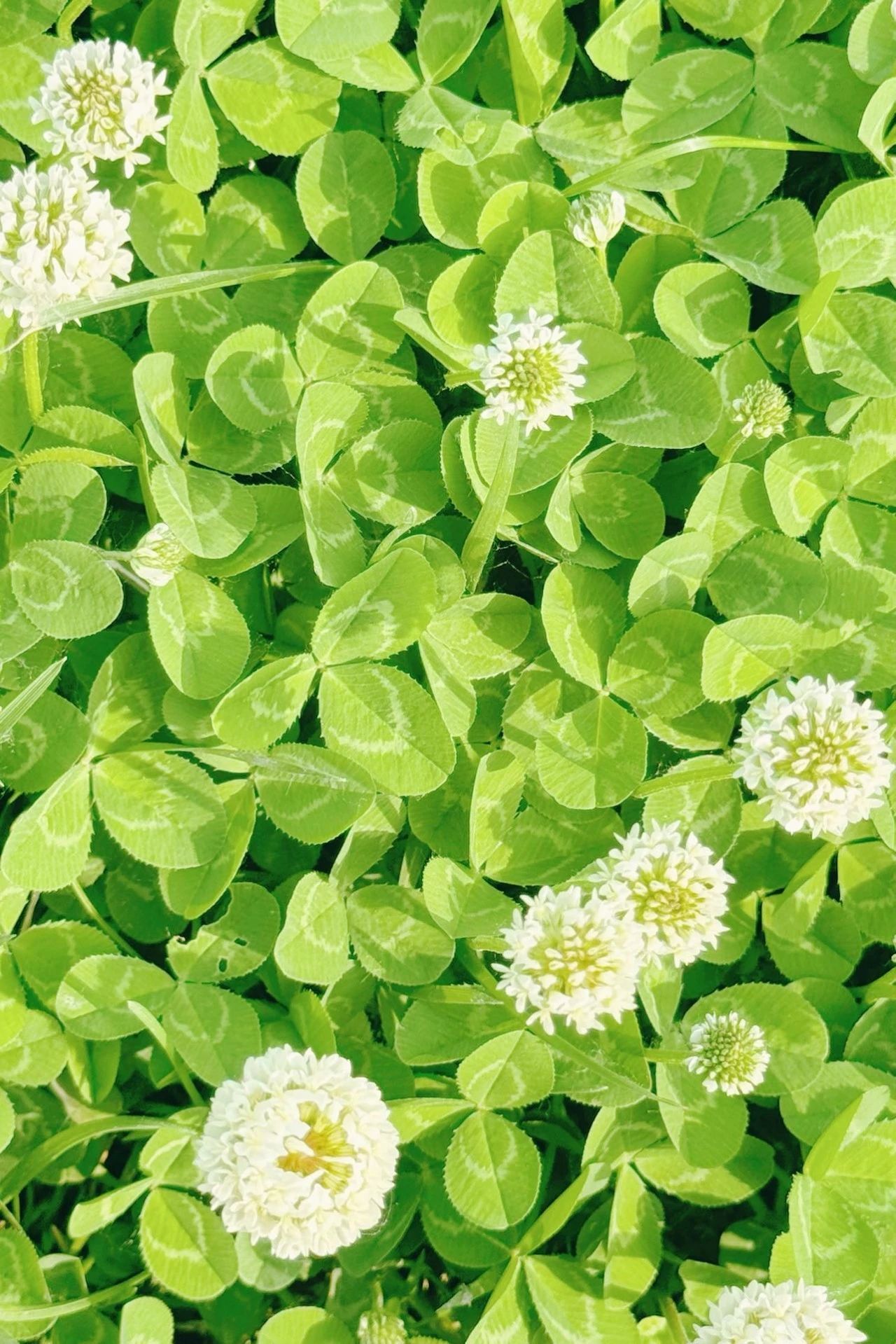 镜头下的北京科学中心 |白车轴草悄放 镜头下的北京科学中心 |白车轴草悄放