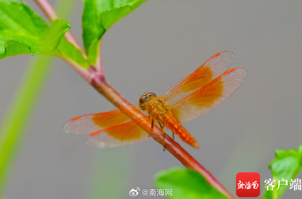 海口五源河:水菜花睡莲竞相开放 引来蜻蜓立上头 海口五源河:水菜花睡莲竞相开放 引来蜻蜓立上头