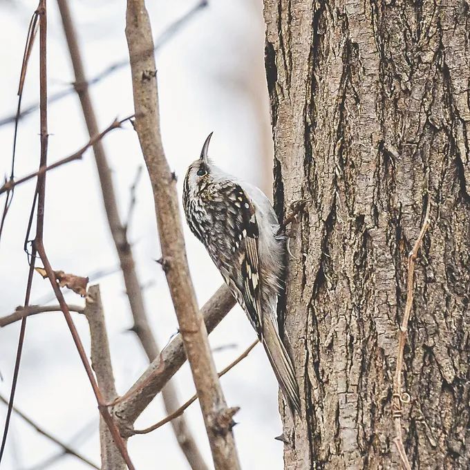 江苏省陆栖脊椎动物名录新增14种鸟类,离不开这群人的努力 江苏省陆栖脊椎动物名录新增14种鸟类,离不开这群人的努力
