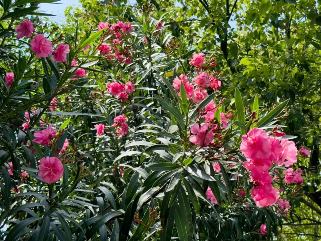 南昌已出现！有毒！千万别乱碰
