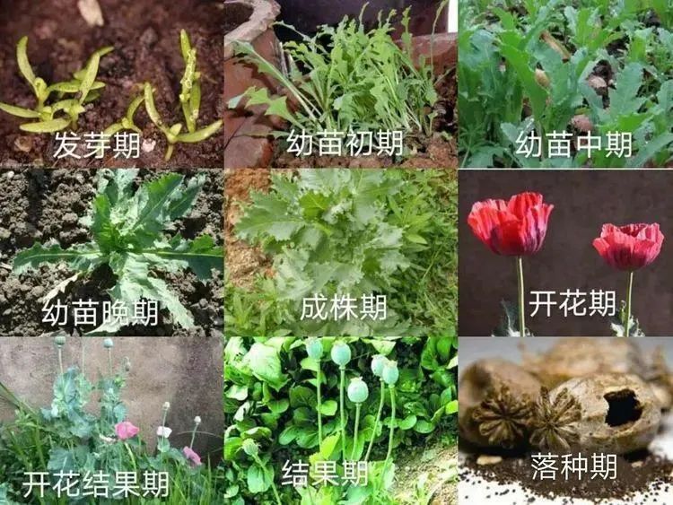 种一株就违法！