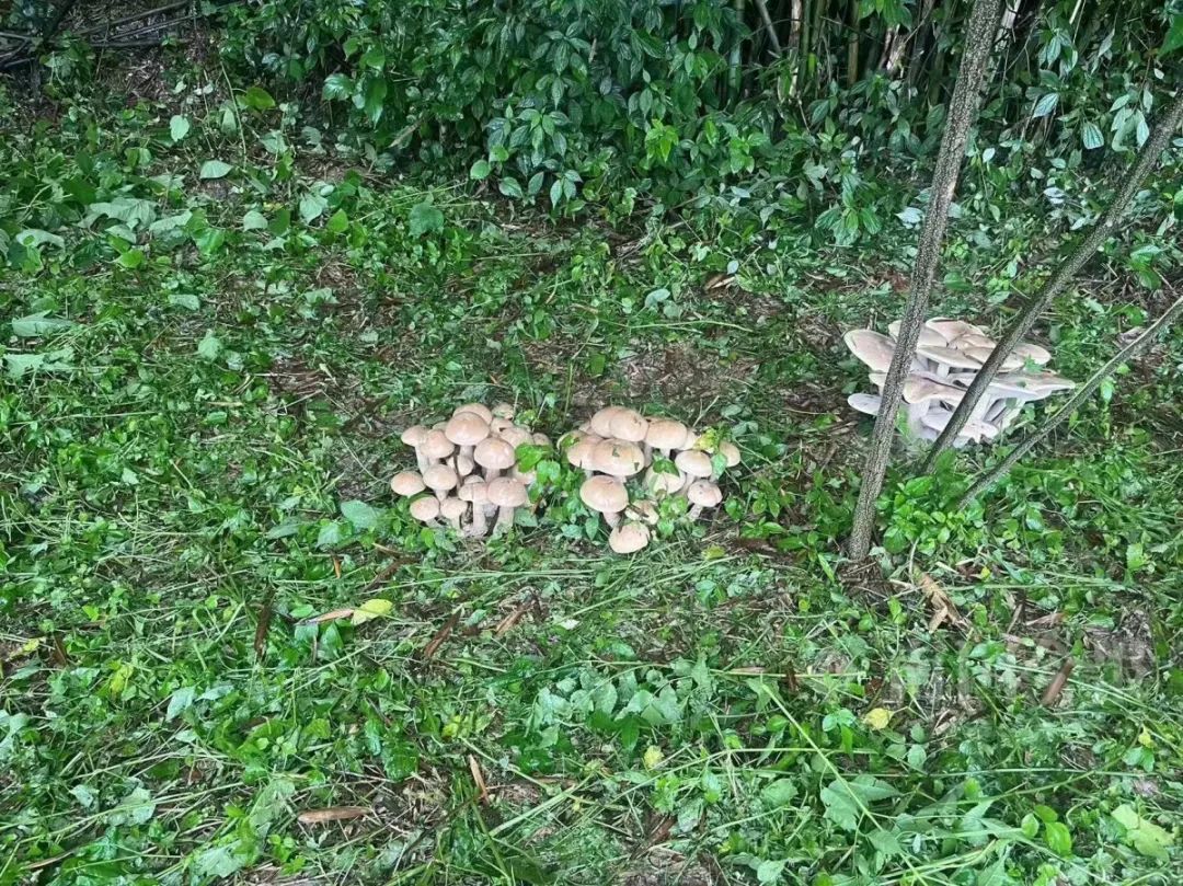 柳州出现超大物种！这能吃吗？急，在线等……