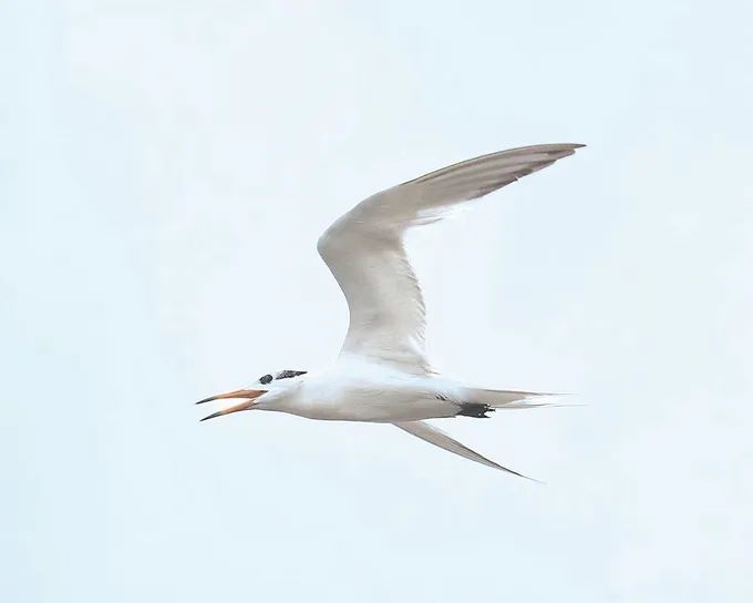 江苏省陆栖脊椎动物名录新增14种鸟类,离不开这群人的努力 江苏省陆栖脊椎动物名录新增14种鸟类,离不开这群人的努力