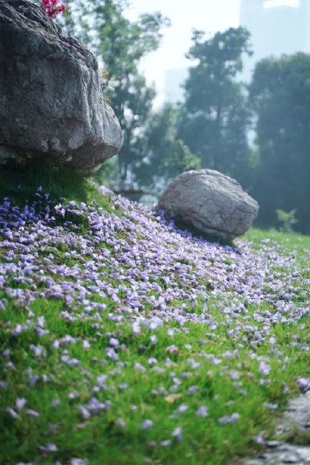 成都街头的这片花海,绝绝紫! 成都街头的这片花海,绝绝紫!