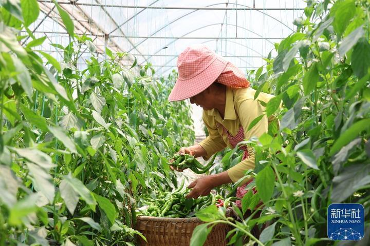 “越季菜”错峰上市俏市场 “越季菜”错峰上市俏市场