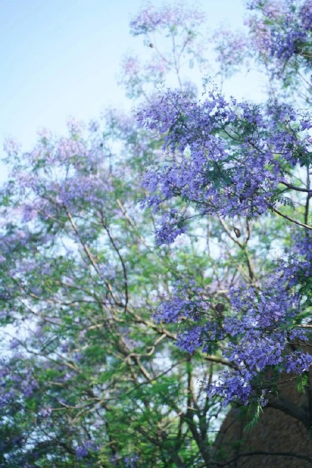 成都街头的这片花海,绝绝紫! 成都街头的这片花海,绝绝紫!