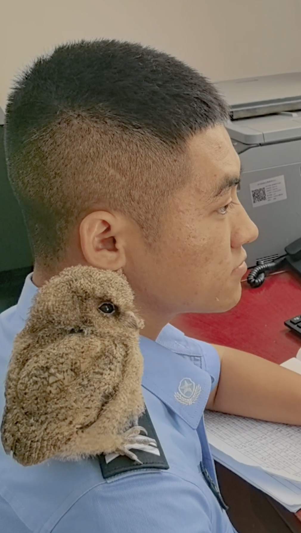 猛禽卖萌!民警救助猫头鹰后被“赖上” 猛禽卖萌!民警救助猫头鹰后被“赖上”