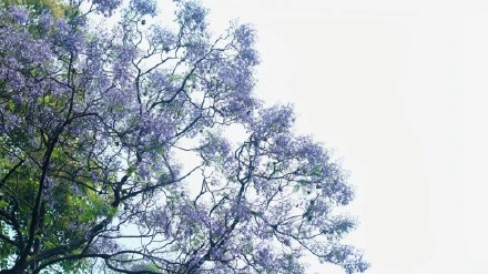 成都街头的这片花海,绝绝紫! 成都街头的这片花海,绝绝紫!