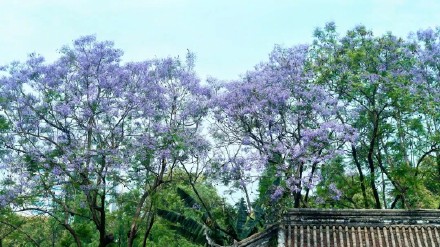 成都街头的这片花海,绝绝紫! 成都街头的这片花海,绝绝紫!