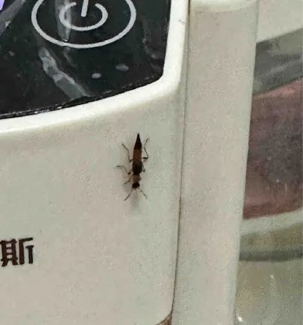 福州人注意!即将进入活跃期!有人中招脖子烂了一圈…… 福州人注意!即将进入活跃期!有人中招脖子烂了一圈……