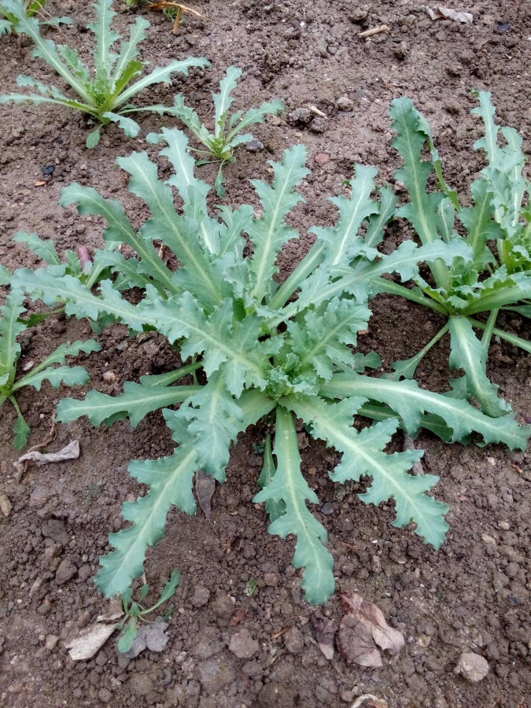 种一株就违法！