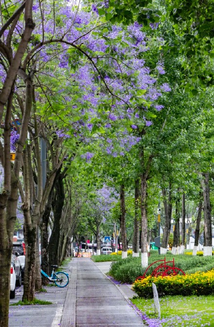 成都街头的这片花海,绝绝紫! 成都街头的这片花海,绝绝紫!