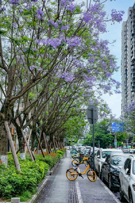 成都街头的这片花海,绝绝紫! 成都街头的这片花海,绝绝紫!