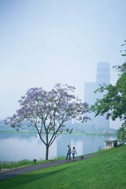 成都街头的这片花海,绝绝紫! 成都街头的这片花海,绝绝紫!