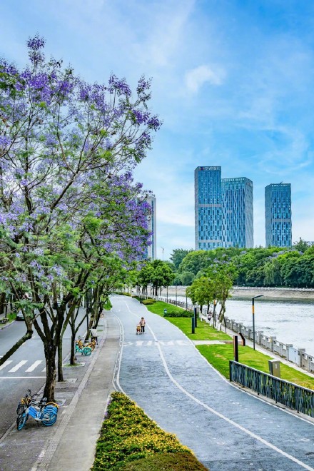 成都街头的这片花海,绝绝紫! 成都街头的这片花海,绝绝紫!