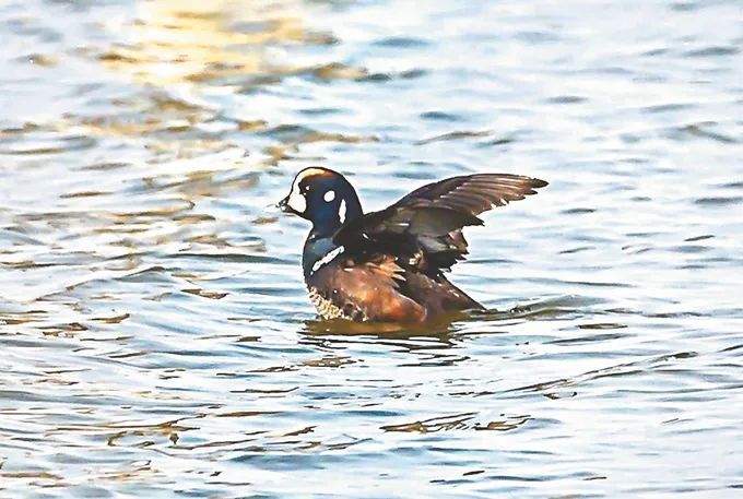 江苏省陆栖脊椎动物名录新增14种鸟类,离不开这群人的努力 江苏省陆栖脊椎动物名录新增14种鸟类,离不开这群人的努力