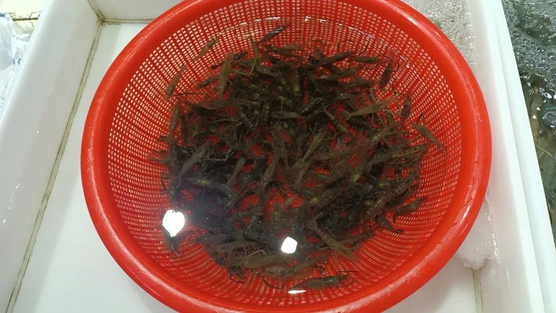 价格接近腰斩！杭州老板直呼：已经跌到底