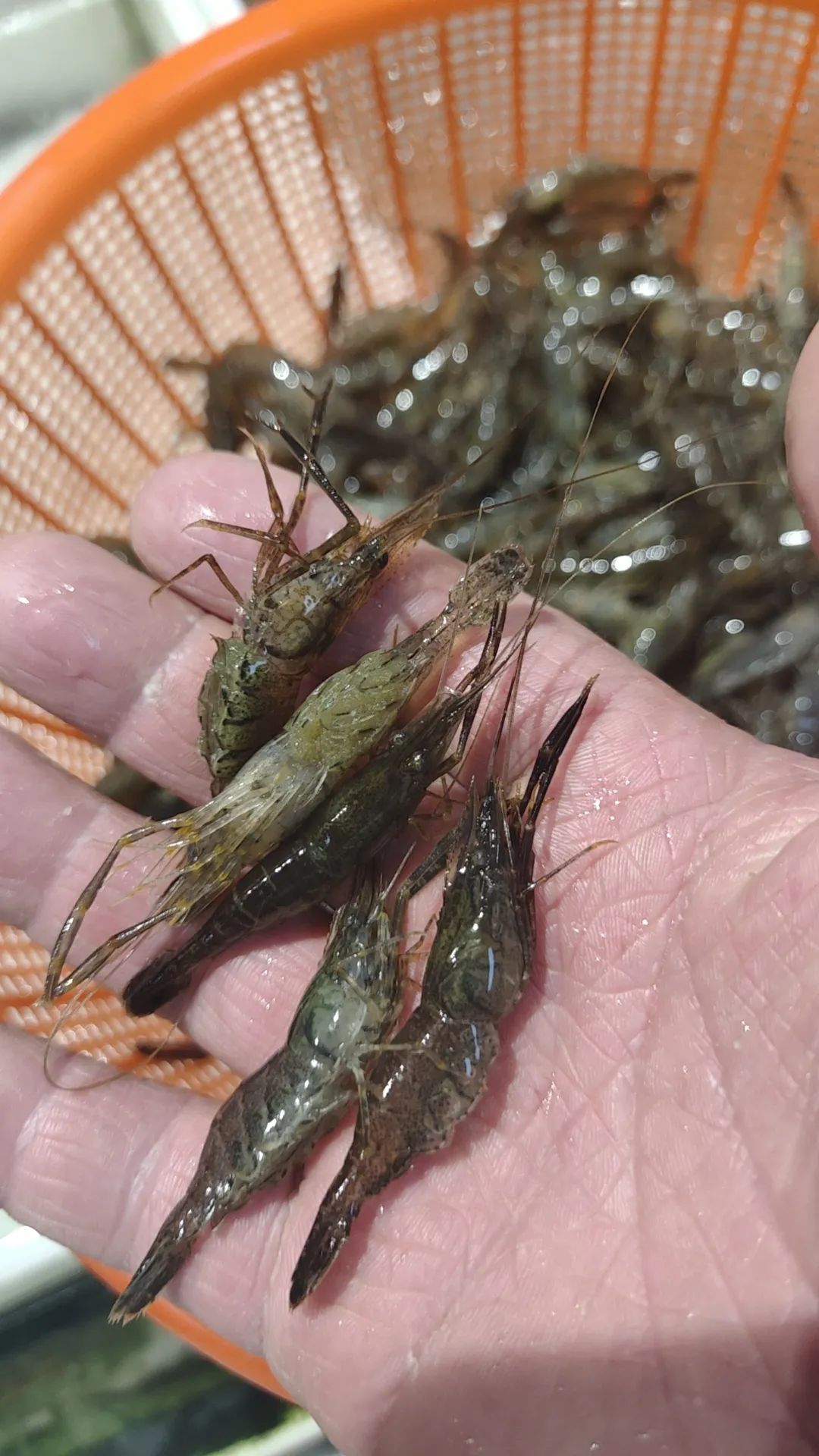 价格接近腰斩！杭州老板直呼：已经跌到底