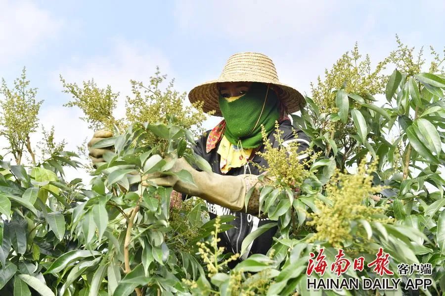 今年荔枝全国预计减产近四成！海南如何在荔枝“小年”中突围→