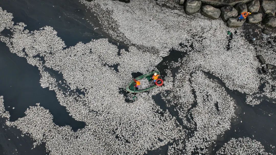 海口红城湖为何出现大量死鱼?原因是…… 海口红城湖为何出现大量死鱼?原因是……
