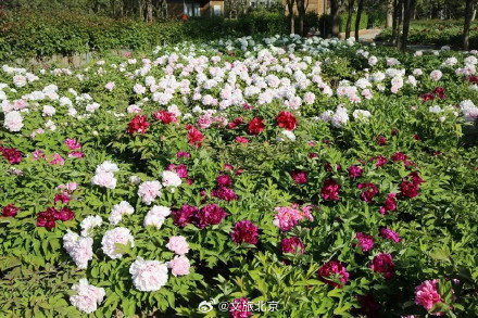 快来看！北京牡丹绽放有多美