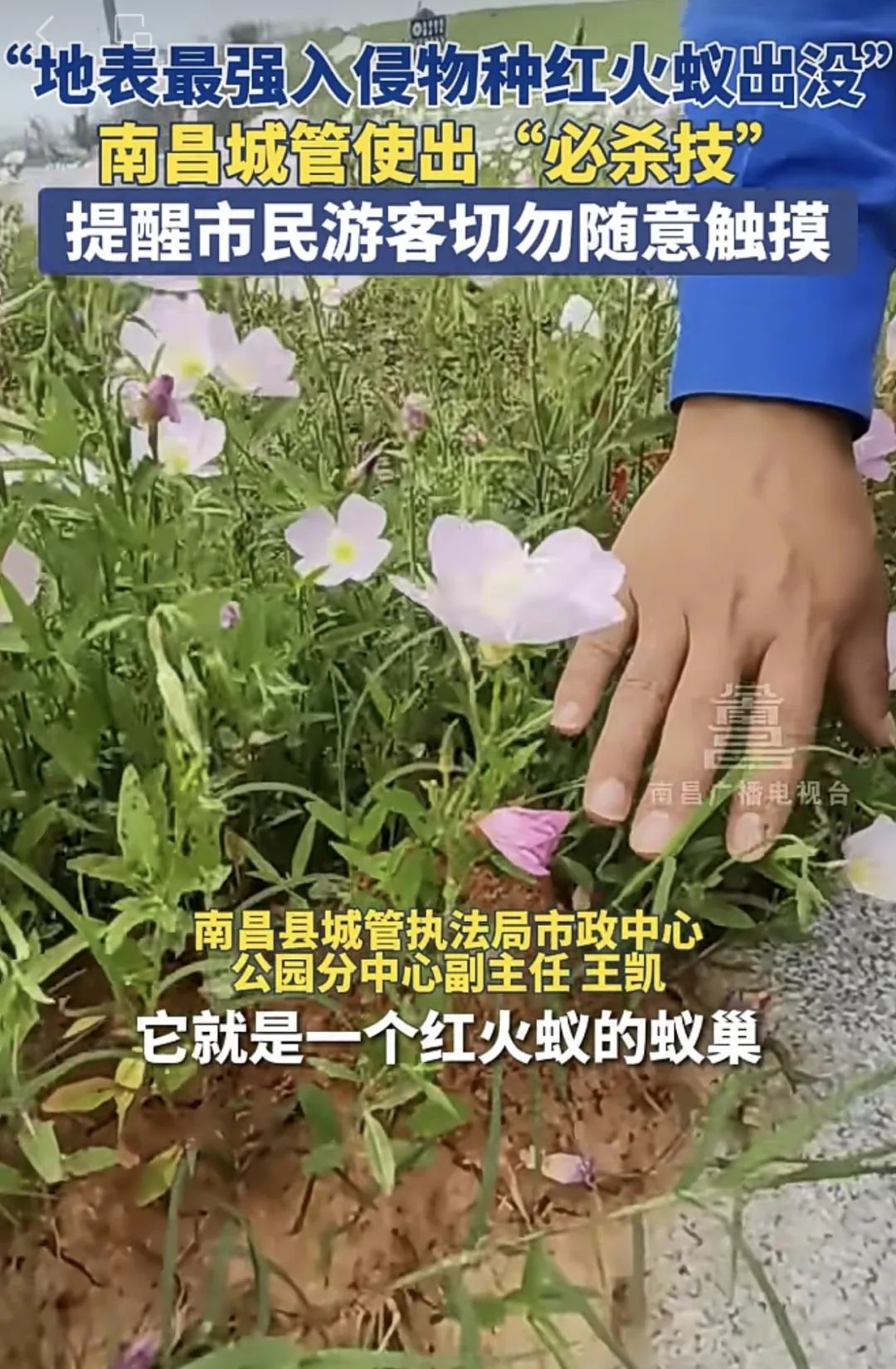 南昌已出现!严重可致死!发现立即上报 南昌已出现!严重可致死!发现立即上报