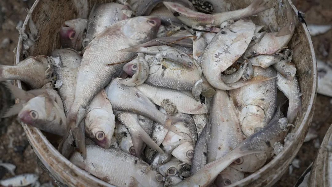 海口红城湖为何出现大量死鱼?原因是…… 海口红城湖为何出现大量死鱼?原因是……